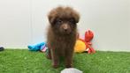 Malti-pom pups, België, 8 tot 15 weken, CDV (hondenziekte), Meerdere