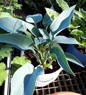 Hosta's beschikbaar voor biedingen