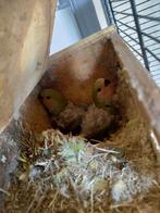 Dwergpapegaaien, Dieren en Toebehoren, Vogels | Parkieten en Papegaaien