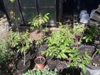 mooie jonge okkernootboompjes, Tuin en Terras, Planten | Bomen, Minder dan 100 cm, Halfschaduw, Zomer, Overige soorten