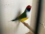 Gouldamadine man, Dieren en Toebehoren, Vogels | Overige Vogels, Mannelijk, Tropenvogel, Geringd
