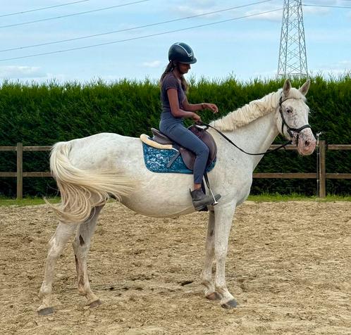 13j appaloosa, Dieren en Toebehoren, Paarden, Merrie