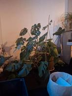 Plante d'intérieur Big Monstera, Enlèvement