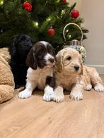 Super mooie Labradoodle pups (40cm), Dieren en Toebehoren, Honden | Retrievers, Spaniëls en Waterhonden, België, Fokker | Hobbymatig