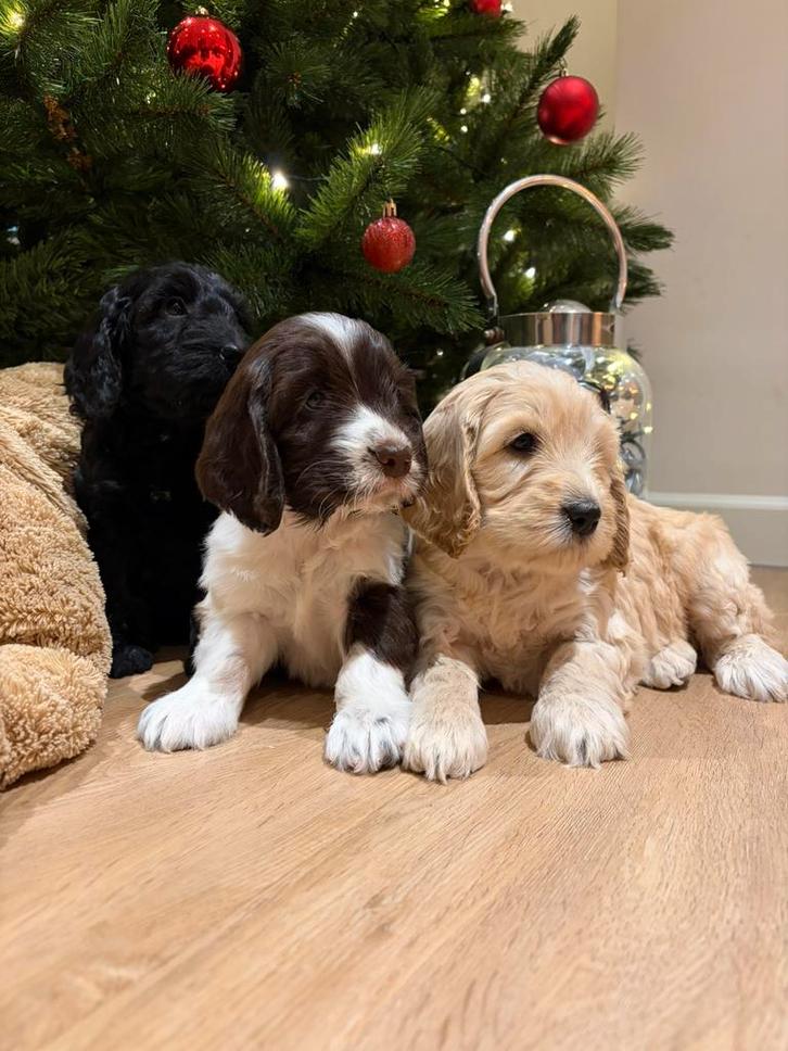 Super mooie Labradoodle pups (40cm), Dieren en Toebehoren, Honden | Retrievers, Spaniëls en Waterhonden, Meerdere dieren, Overige rassen