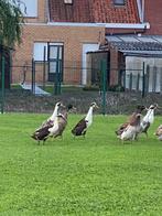 Loopeenden, Dieren en Toebehoren, Meerdere dieren, Eend