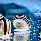 Colombian Ramshorn Apple Snail, Dieren en Toebehoren, Vissen | Aquariumvissen, Slak of Weekdier, Zoetwatervis