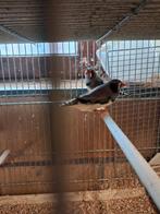 Zebravinken groot, Meerdere dieren, Tropenvogel, Geringd