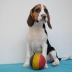 Beagle - Chiots belges à vendre, Parvovirose, Plusieurs, Belgique, 8 à 15 semaines