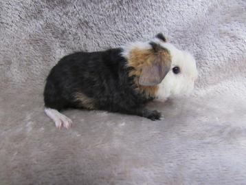 Schattige US teddy baby cavia's te reserveren