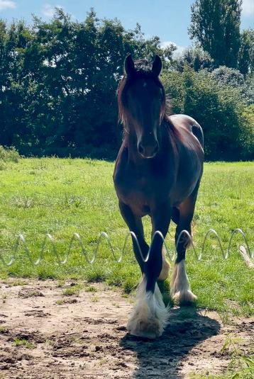 Unieke 2 jarige hengst disponible aux enchères