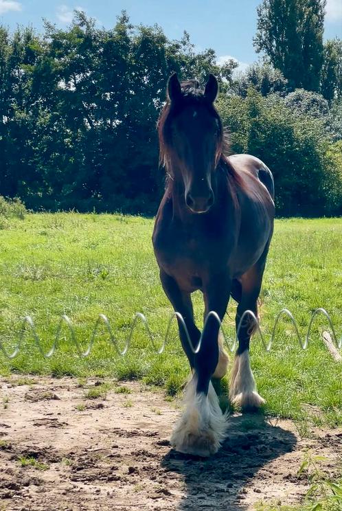 Unieke 2 jarige hengst, Dieren en Toebehoren, Paarden, Hengst, Met stamboom