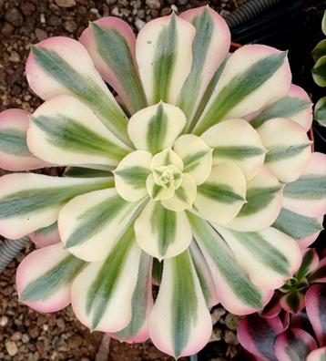 Aeonium pink witch beschikbaar voor biedingen