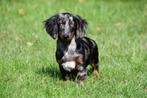 Langharige Teckel pups te koop (blue merle), Dieren en Toebehoren, Standaard, 15 weken tot 1 jaar, Buitenland, Langhaar