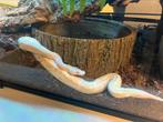 Python régius Albinos (M) + Terrarium complet, Dieren en Toebehoren, Ophalen, Verlichting