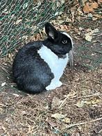 Prachtige kleurdwerg voedster, Dieren en Toebehoren, Konijnen