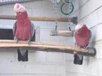 Koppel Rosé Kakatoe ‘s, Dieren en Toebehoren, Vogels | Parkieten en Papegaaien, Papegaai