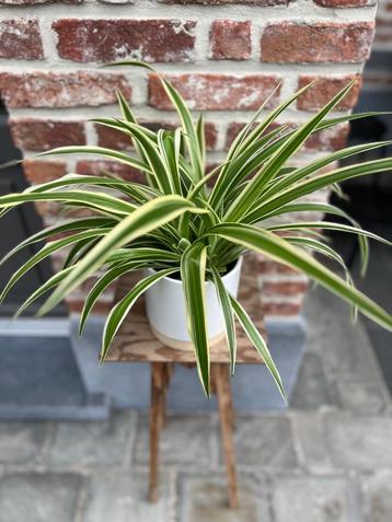 Kamerplanten  beschikbaar voor biedingen