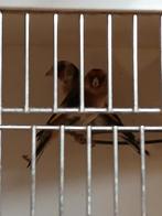 Kline distin vik, Dieren en Toebehoren