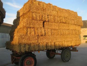 Stro - kleine pakjes - kleine ballo beschikbaar voor biedingen