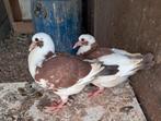Duiven, Dieren en Toebehoren