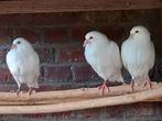 Jonge witte reisduiven