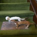 2 x hermelijn taxidermie didactisch schoolmateriaal, Ophalen of Verzenden, Gebruikt