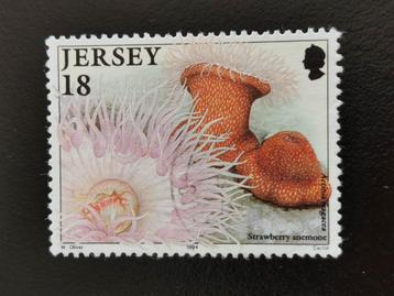 Jersey 1994 - faune sous-marine - anémone à la fraise