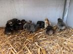 Zijdehoender kuikens, Dieren en Toebehoren, Geslacht onbekend, Kip