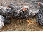 Amrock kuikens, Dieren en Toebehoren