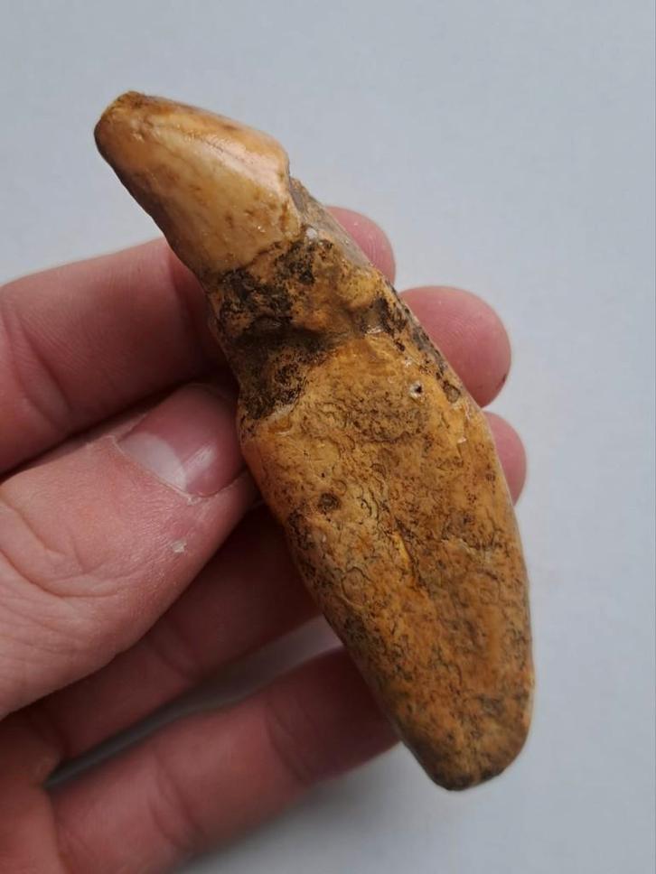 Holenbeer hoektand fossiel ijstijd, Verzamelen, Mineralen en Fossielen, Fossiel, Ophalen of Verzenden