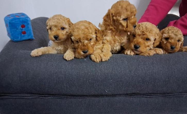 Poedels puppy's, Dieren en Toebehoren, Honden | Chihuahua's en Gezelschapshonden, Reu, Poedel, Fokker | Hobbymatig, Meerdere, België