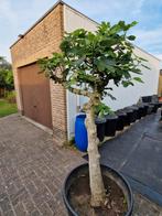 Dikke vijgenboom in pot te koop., Ophalen, In pot