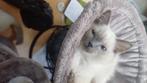 Ragdoll kittens, Dieren en Toebehoren, Katten en Kittens | Raskatten | Langhaar, Kater, Gechipt, 0 tot 2 jaar