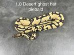 Python regius desertghost het piebald, Animaux & Accessoires, Reptiles & Amphibiens, Serpent, 0 à 2 ans
