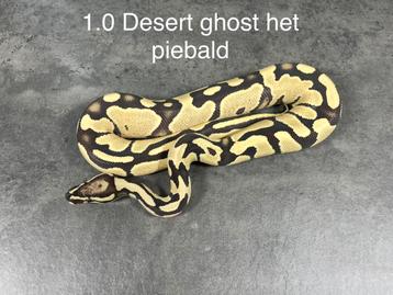Python regius desertghost het piebald