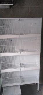 Er zijn nog maar 4 fokkers van Domus Molinari over, Dieren en Toebehoren, Ophalen, Zo goed als nieuw, Metaal, Broedkooi of Kweekkooi