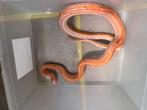Pantherophis Guttatus, Ophalen, Zo goed als nieuw