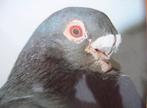 mannelijke Rafeño duif gezocht, Mannelijk