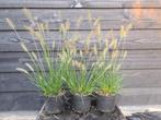 Lampenpoetsersgras (Pennisetum Hameln), Volle zon, Vaste plant, Siergrassen, Ophalen of Verzenden