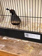 gambel kwartel, Dieren en Toebehoren, Vogels | Overige Vogels, Geringd