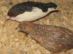 Chinese dwergkwartels, Meerdere dieren, Tropenvogel