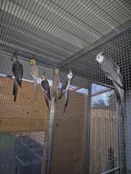 3 koppels valkparkiet, Dieren en Toebehoren, Pluimvee