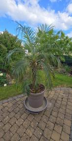 Palm Phoenix Roehelenii - dwergdadelpalm XL 150 cm, Ophalen, Palm, Halfschaduw, In pot
