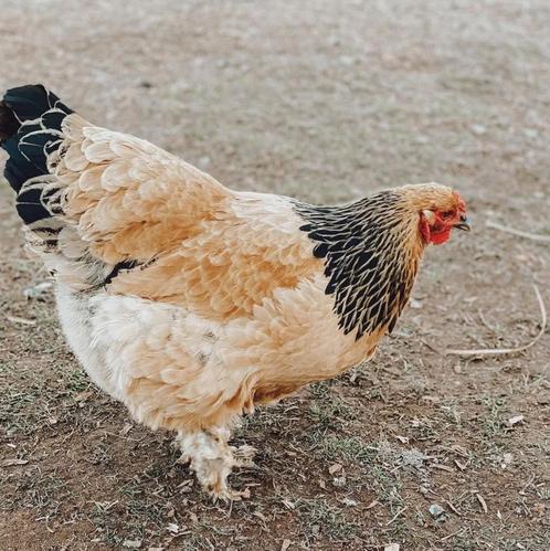 Sierkippen jonge hennen verschillende soorten beschikbaar, Dieren en Toebehoren, Pluimvee, Kip, Vrouwelijk