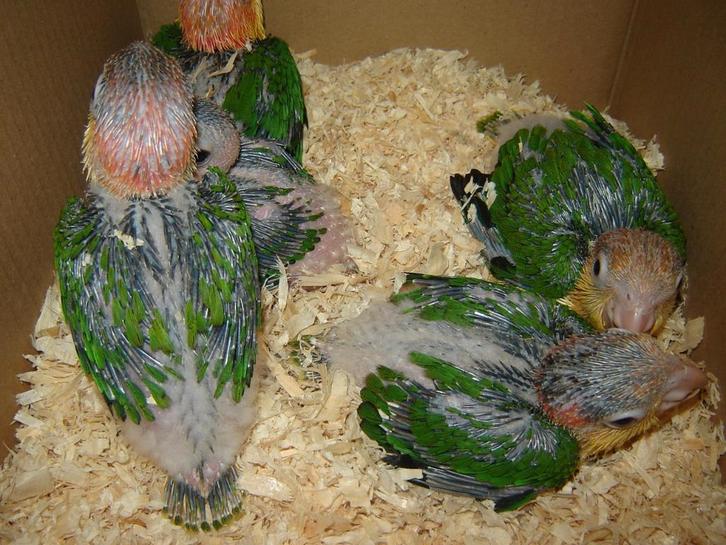 Voor kanarie`s en andere soorten vogels..., Dieren en Toebehoren, Vogels | Kanaries