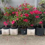 Prachtige Oleanders 100/120cm, Tuin en Terras, Planten | Tuinplanten, Ophalen of Verzenden, Overige soorten