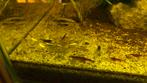 Neocaridina garnalen mix, Animaux & Accessoires, Poissons | Poissons d'aquarium