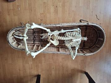 halloween doodskist skelet beschikbaar voor biedingen