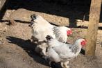 Pluimvee gezocht, Dieren en Toebehoren